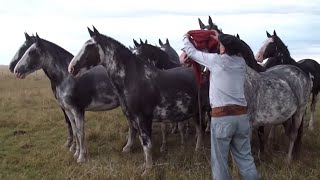 INCREIBLE TROPILLA ENTABLADA DE 10 CABALLOS  VENDIDA  WWWLOSEQUINOSCOM [upl. by Rhodie]