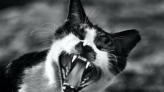 Angry Cat Sounds  This Cat Sounds Angry  Cat Sounds 🐱 [upl. by Pack]