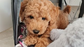 Poochon Bichoodle Bichpoo Puppy Playing from 8 Weeks to 4 Months [upl. by Esaj]