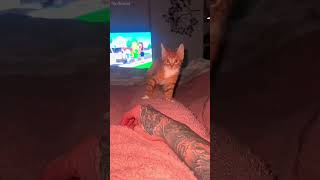 LMAO shortvideo funny mycatchannel cat petschannel yourcat funnycats [upl. by Evvie]