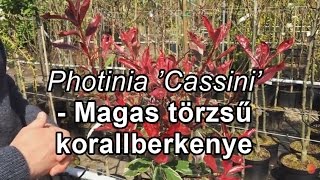 Photinia Cassini magastörzsű korallberkenye [upl. by Stanwin]