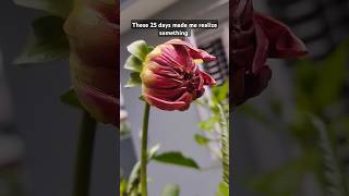 Journey of Dahlia flower 🌸 time lapse dahlia flowers nature shorts timelapse trending short [upl. by Diego]