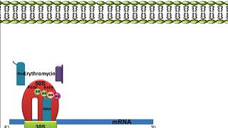 Erythromycin Mechanism of Action [upl. by Nnylear34]