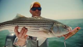 Hogy HowTo Stripers Popping Squid HogyLures stripedbass fishing capecod [upl. by Caines864]