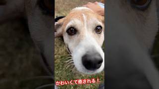 本日の わんこ ペット かわいい 愛犬 癒し ニチパラch 空飛ぶメンサ [upl. by Harty]