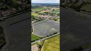 Lacy Phacelia field in Eye Suffolk Drone view of this magnificent sight in the Suffolk Countryside [upl. by Maya]