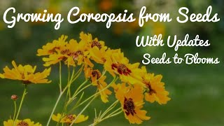 Growing Coreopsis from Seeds  With Full Updates [upl. by Larsen]