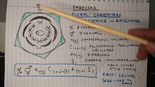 Description of Fabaceae Family Morphology Biology [upl. by Mij]