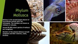 Phylum mollusaclass gastropodaceohalopoda bivalvia [upl. by Odlo]