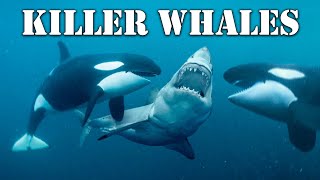 Genius hunters This Is Why Orcas Are Called Killer Whales [upl. by Champagne474]