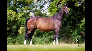 Urika Zapatero VDL URIKO x CARETINO  2014 mare [upl. by Mintz]