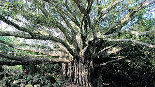 The BEAUTIFUL Haleakala Trail Maui Hike and 400 Foot Waterfall [upl. by Armalla]