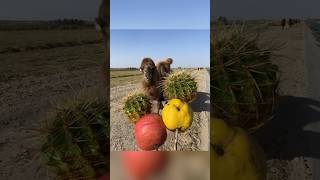 camel is eating cactus and apple [upl. by Gonagle]