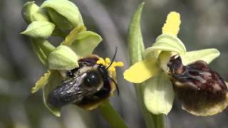 Le pollinisateur Colletes cunicularius sur lOrchidée Ophrys occidentalis [upl. by Phebe553]