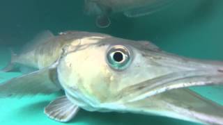 Unfrozen Icefish of the Antarctic [upl. by Araf]