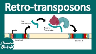 Retrotransposons  Retroviral retro transposon  Non LTR retrotransposon  LINEs and SINEs  molbio [upl. by Anglo]