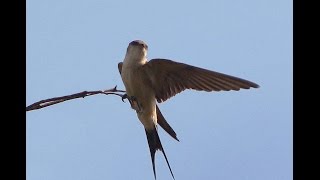 Mikis Theodorakis  ena to helidoni tis one swallow English lyrics [upl. by Tnafni]