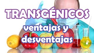 TRANSGÉNICOS ventajas y desventajas del uso de OGMOMG en agricultura [upl. by Ennoitna]