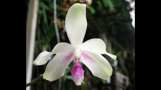 Phalaenopsis fimbriata  first bloom  species orchid [upl. by Enitsirhk]