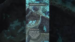 Dive Trivia Thursday Trunkfish [upl. by Litt622]