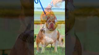 Pawsome Tricks Dogs Doing the Unexpected americanbully dogtrainingfundamentals [upl. by Bridget610]