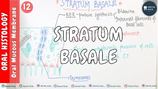 Stratum Basale  OMM  Dr Paridhi Agrawal [upl. by Nitsu]