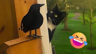 Bird Plays PEEKABOO with Cat 😯 🤣  FUNNIEST Pets of 2023 [upl. by Atinwahs]