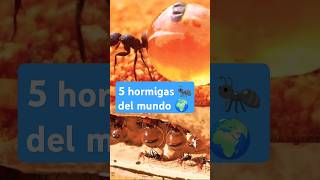 5 especies de hormigas 🐜🌍 [upl. by Jorry]