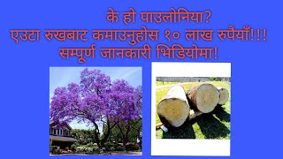 पाउलोनिया खेती बारे सम्पूर्ण जानकारी । paulownia farming in Nepal [upl. by Colette]