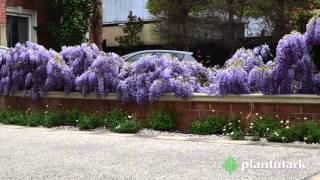 Wisteria sinensis Chinese Wisteria at Plantmark Wholesale Nurseries [upl. by Henley754]