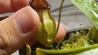 Review nepenthes aristolochioides x spectabilis x hamata BE4574 [upl. by Pickford]