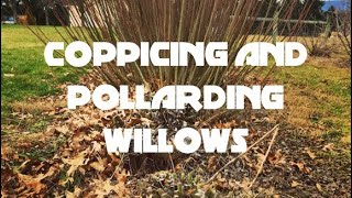 Coppicing and Pollarding Willows [upl. by Adama]