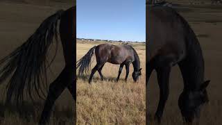 Whoosh zoom a decent paced jog all the way back to the barn [upl. by Anoyek]