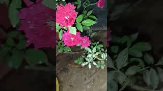 garden tourOur flower gardenbeautiful flowers 🌹 runavlogs k7e💐💐🌹🌹 [upl. by Kerat]