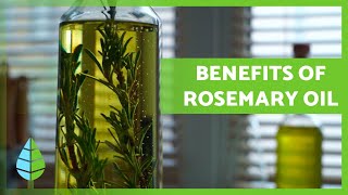 ROSEMARY OIL 🪔🍃 Properties BENEFITS and how to make it [upl. by Nuawad]