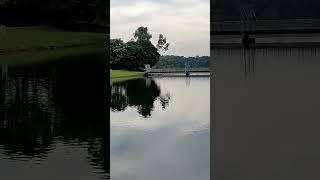 Lake view Upper Peirce Reservoir Park reservoir walk singapore [upl. by Nnaaihtnyc]