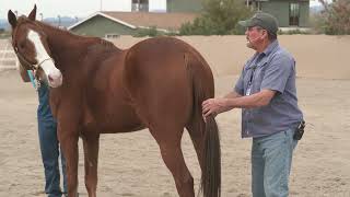 The Masterson Method  Sacrum Float Technique with a nervous horse [upl. by Corley]