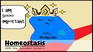 OLD VIDEO Homeostasis and the Cell Membrane King [upl. by Igal]