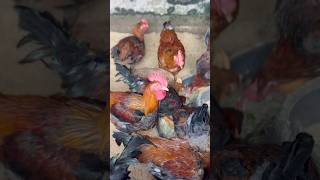 Healthy roosters shorts farm [upl. by Deadman509]