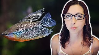 Pearl Gourami Beginner Care Guide  How To Care For The Pearl Gourami [upl. by Pendleton]