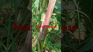 Stalk rot disease in maizeplantdisease [upl. by Otrebire81]