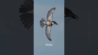 Is this female Belted Kingfisher dancing or flying 😍kingfisher beltedkingfisher wildlife [upl. by Annav]