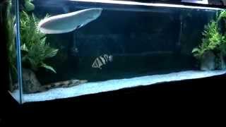 Platinum Silver Arowana Tank Update [upl. by Anirak414]