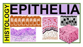 Chp3 Histology Inder Bir Singh  EPITHELIA  Histology of Epithelial Tissue  Histology [upl. by Ahsekad]