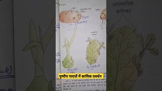 vegetative propagation in plants neet2025 neet ncert diagram plant puru janutharia [upl. by Ylelhsa]