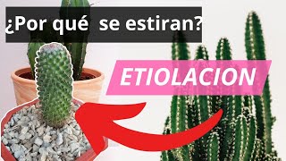 ¿Por qué se estiran los cactus y suculentas  ETIOLACIÓN [upl. by Nayra333]