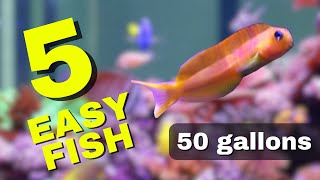 Top 5 Marine Fish For A 50 Gallon Reef Tank Great For Beginners [upl. by Margot]