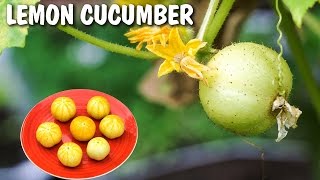 Growing Lemon Cucumber  Excellent Producer [upl. by Chapel]