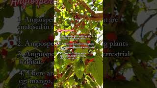 Difference between Angiosperms and Gymnosperms Hindi Urdu conceptsofbotany [upl. by Edmonds20]