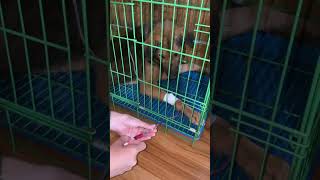 Oxytetracycline medication injections shortvideo doglife parvovirus [upl. by Bryan]